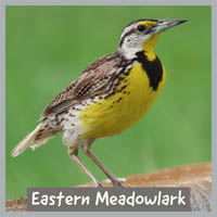 Eastern Meadowlark